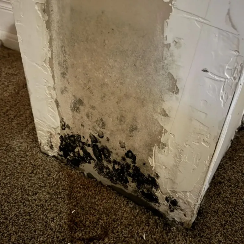 Professional Mold Removal in Crystal, MN